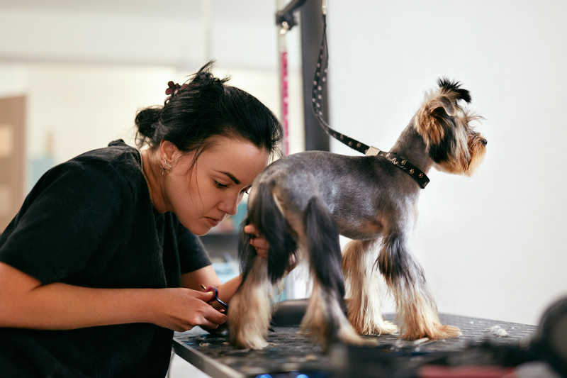 Learn professional Dog Grooming in this free online diploma course