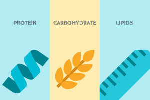 Corrupt - Human Nutrition - Introduction to Macronutrients