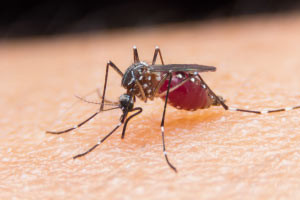 Iniciativa Mundial de Salud: Conciencia de la malaria