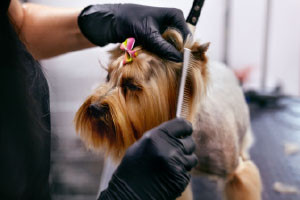 Diploma in Dog Grooming | Free Online Course | Alison