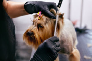 dog grooming courses