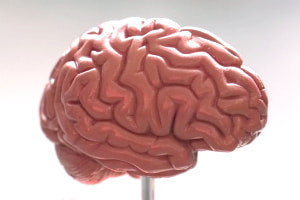 Diploma avanzato in Brain e Comportamento