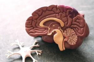 Introduzione alla neuroscienza cognitiva