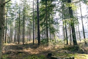 Diploma avanzado en gestión forestal