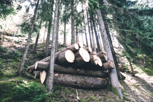 Introduction à la gestion des forêts