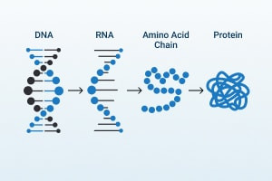 DNA Delivery and Protein Synthesis 