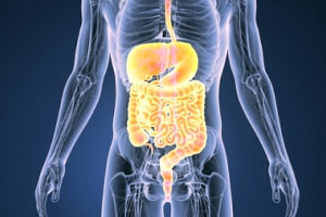 Human Digestive System - Introduction