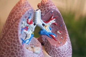 Human Respiratory System - Introduction