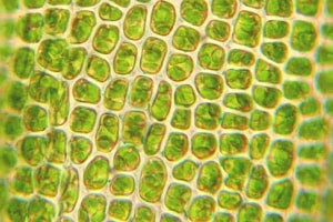 Diplôme en biotraitement des cellules végétales