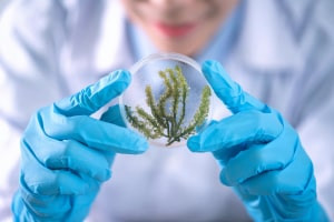 Introduction to Plant Cells and Tissue Culture