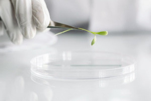 Introducción a la transformación genética en células vegetales