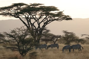 Diplôme avancé en conservation de la faune