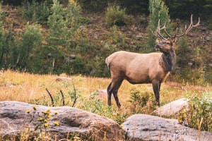 Introduzione alla conservazione della fauna selvatica