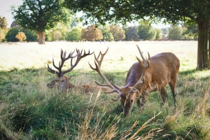 Diplôme d'études supérieures en écologie de la faune