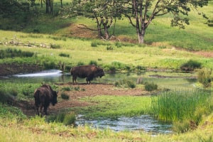 Diploma de População Ecologia e Espécies Ameaçadas