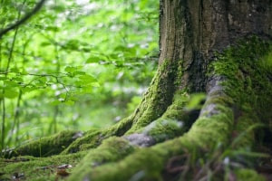 Introduction à l'écologie et à l'évolution