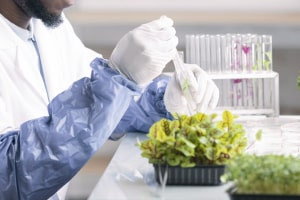 Diploma em Nanotecnologia na Agricultura