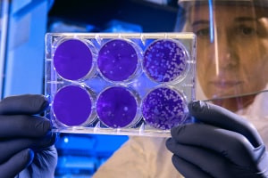 Biotechnologie-Techniques de biologie cellulaire