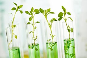 Understanding Plant Genetics