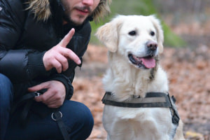 Métodos de entrenamiento de perros fáciles para detener el ladrido de perros