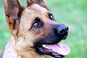 Métodos de entrenamiento de perros fáciles que detienen la agresión de perros y ataques de perros