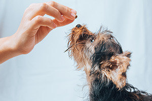 Treinamento De Cães-O Guia Máximo Para A Formação De Filhotes