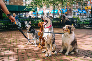 Dog Training Methods for Pulling on the Leash and Recall Training