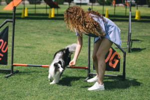 Dog Training Careers - Become a Professional Dog Trainer