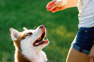 How to Run a Successful Dog Training Business