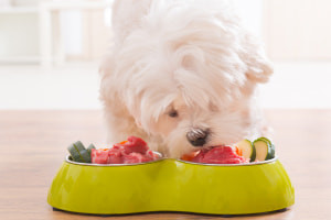 Cómo alimentar a su perro una dieta cruda usando métodos de BARF o RMB