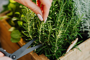 Como Usar Herbs de Jardim