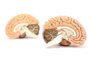 The Anatomy of the Brainstem