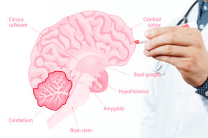 The Anatomy of The Cerebellum