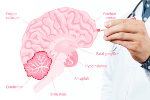 A Anatomia do Cerebellum