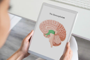 The Anatomy of The Diencephalon