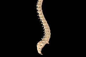 Anatomia di The Spinal Cord