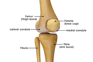 The Anatomy of the Knee Joint