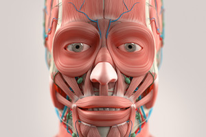 L'anatomie de la tête et du visage