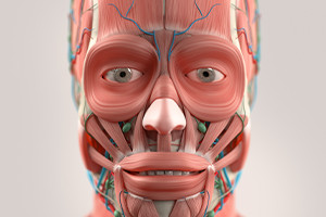 L'Anatomia della Testa e della Face