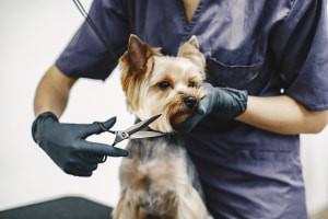Cão Grooming e Controle de Parasite