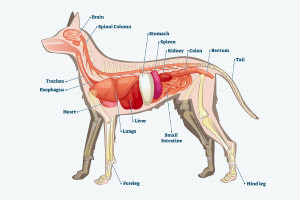 Dog Health: Dog Breeds e Basic Anatomy