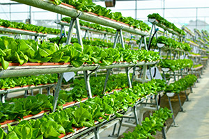 Introduction to Hydroponics Gardening