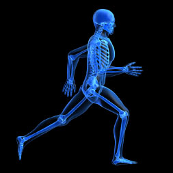 Human Skeletal System - Online Anatomy Course 