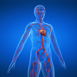 Cardiovascular System - Online Certification 