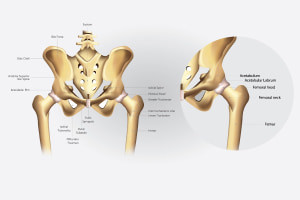 Anatomie des liaisons Shoulder et Hip