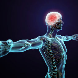 Human Nervous System - Online Certification 