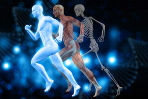 Formation anatomie et physiologie du corps humain : Cours d'anatomie
