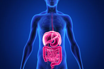 Human Digestive System - Online Certification 