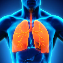 Human Respiratory System - Online Certification 