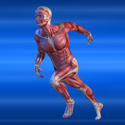 Human Muscular System - Online Certification 